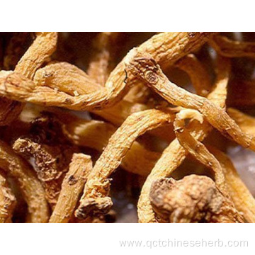 Top Quality Polygonati Odorati Rhizoma